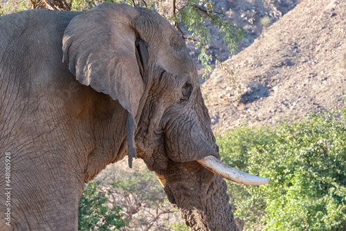 Head of eledphant photo