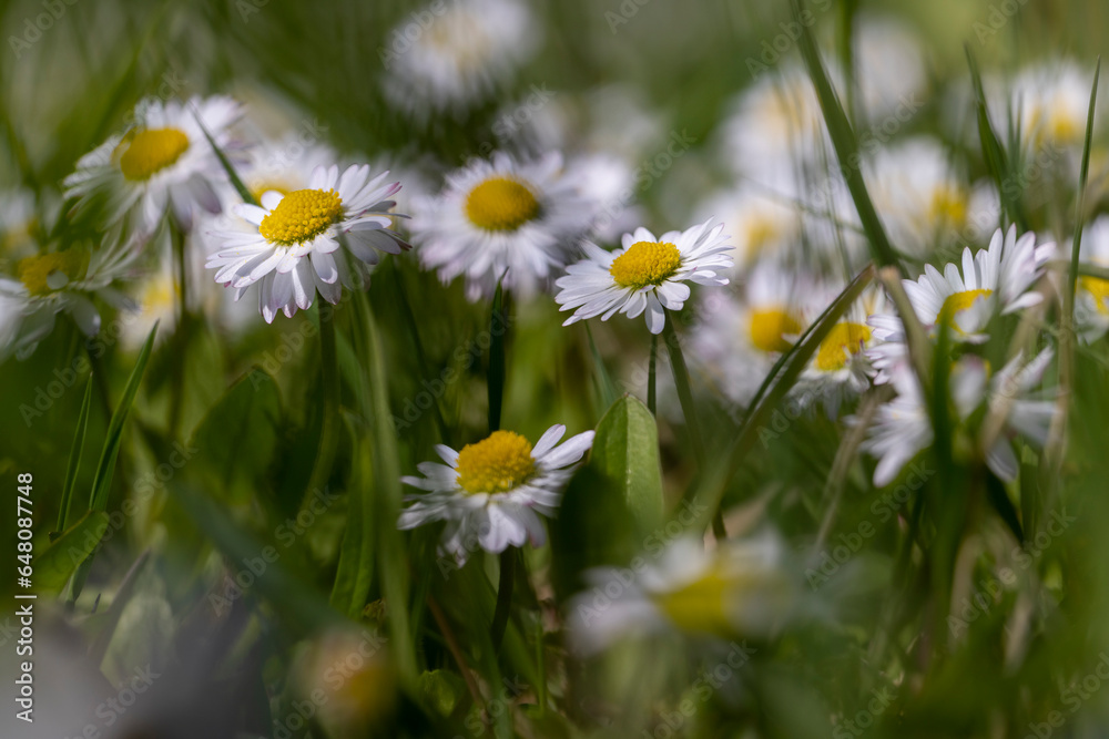 beautiful spring daisies in the green grass beautiful spring daisies in the green grass