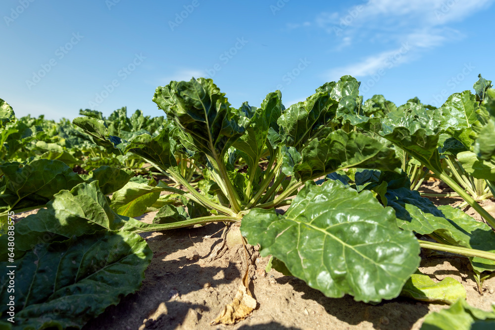 green foliage on sugar beet in a field green foliage on sugar beet in a field