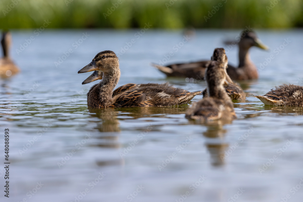 young ducklings who have plumage instead of fluff young ducklings who have plumage instead of fluff