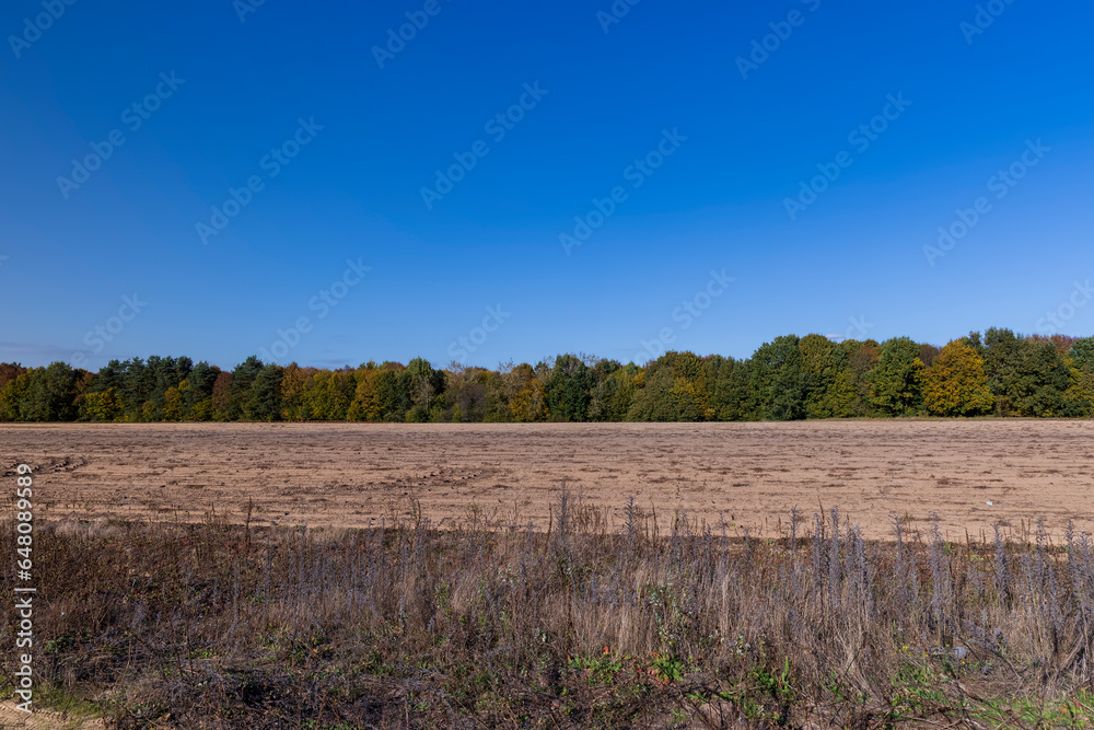 Obraz premium Autumn nature with trees during the fall of colorful foliage