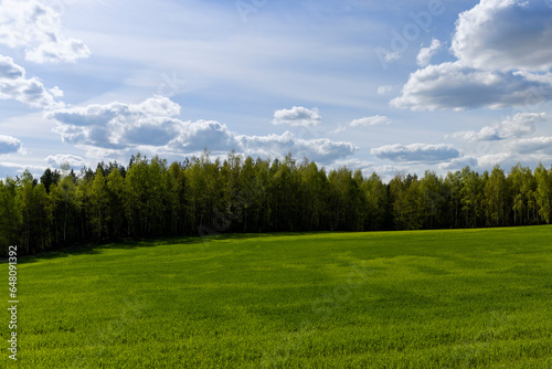 Fototapeta Naklejka Na Ścianę i Meble -  a field with green cereals in the spring season