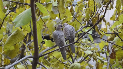 Two turtle doves on the tree branch in autumn
