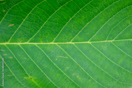 Green leaf texture as background