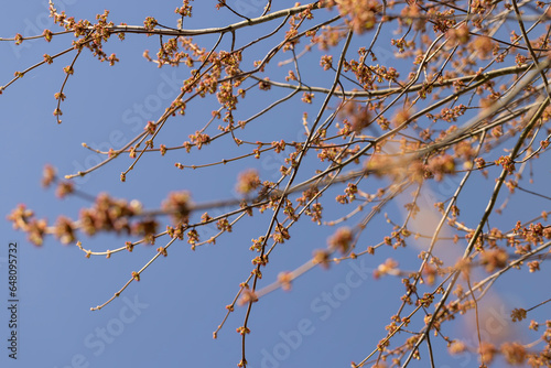 green foliage and maple flowers on trees in the spring season