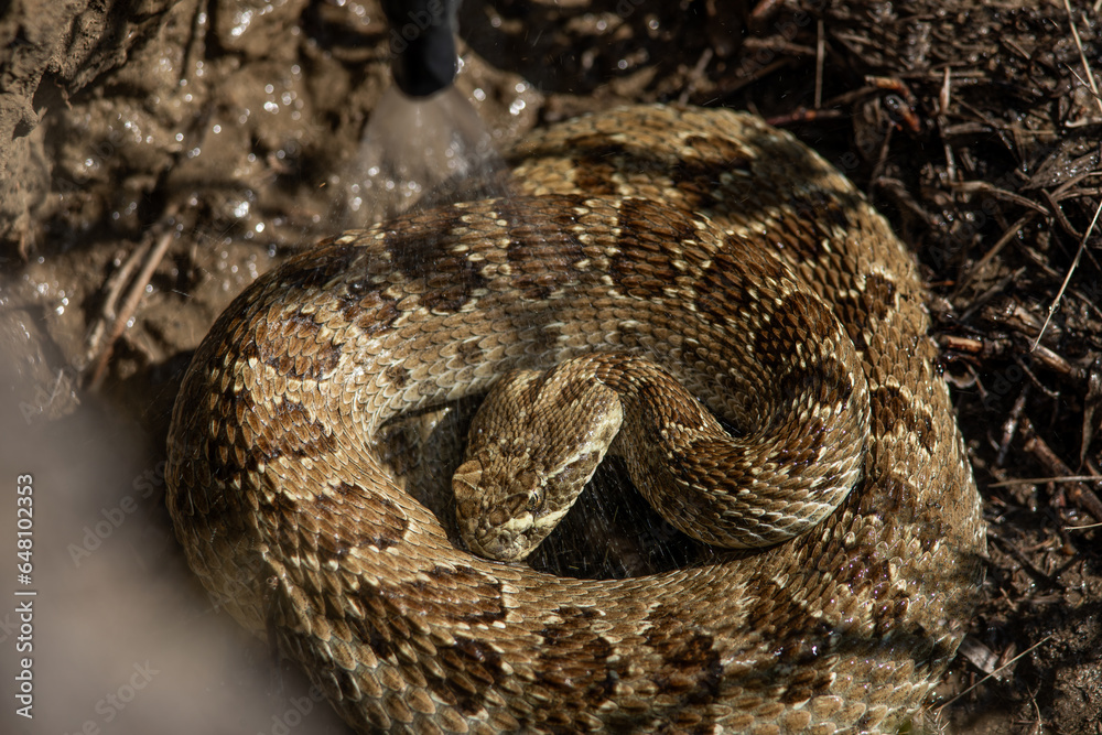 Alberta prairie rattlesnake drinking water from its scales Alberta prairie rattlesnake drinking water from its scales
