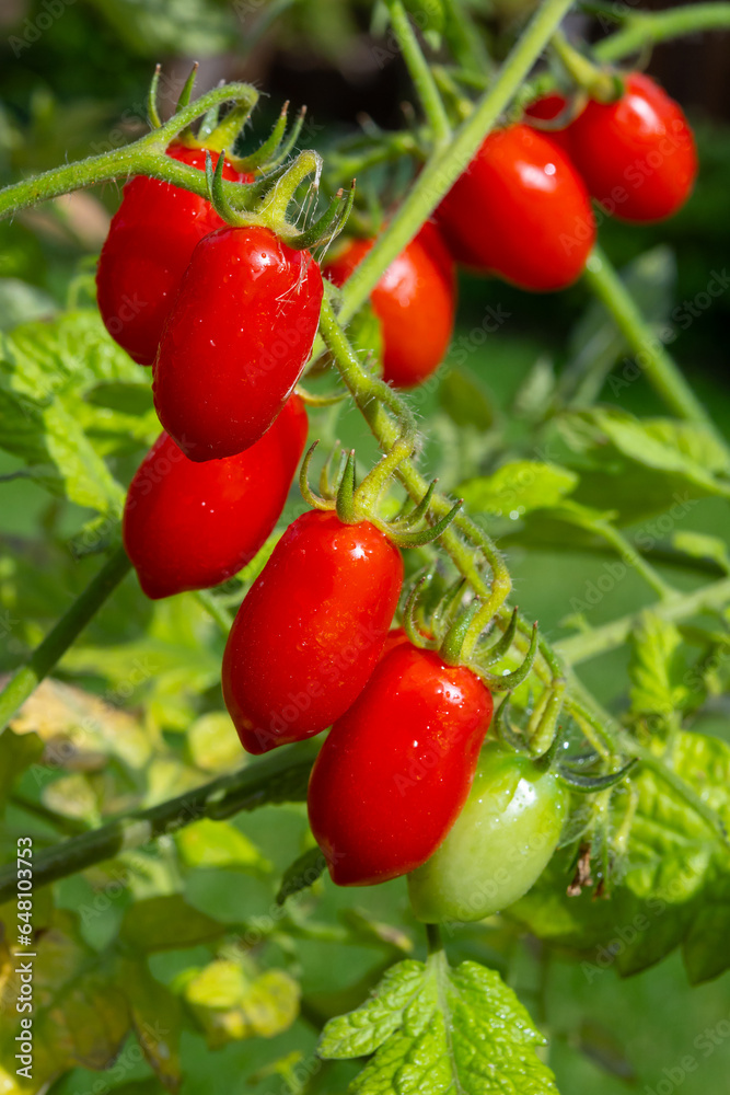 Long red italian datterini pomodori tomatoes growing in greenhouse, used for passata, pasta and salades