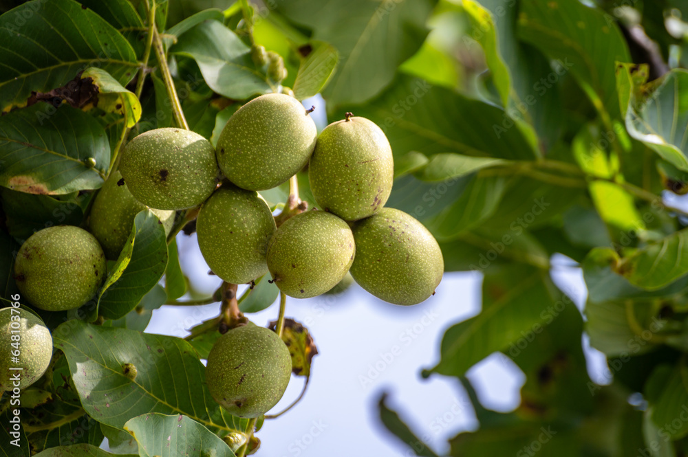 Walnut tree with big ripe nuts in green shell close up Walnut tree with big ripe nuts in green shell close up