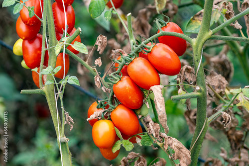 Growing of red salad or sauce tomatoes on outdoor plantations in Fondi, Lazio, agriculture in Italy