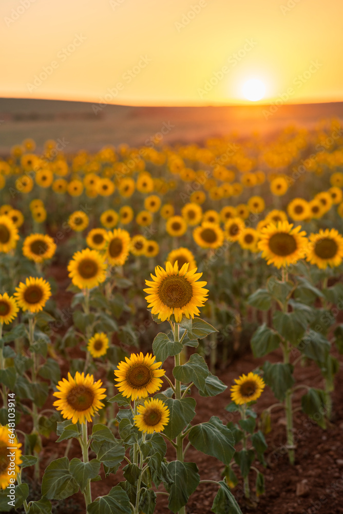 Fototapeta premium sunflower field in the morning