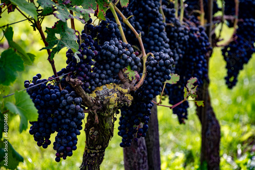 Wine making in Netherlands, ripe black red wine grape ready for harvest on Dutch vineyards in Betuwe, Gelderland