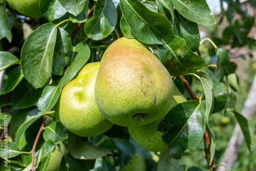 Green organic orchards with rows of Concorde pear trees with ripening fruits in Betuwe, Gelderland, Netherlands photo