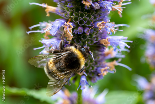 Honey bee insect pollinates purple flowers of agastache foeniculum anise hyssop, blue giant hyssop plant photo