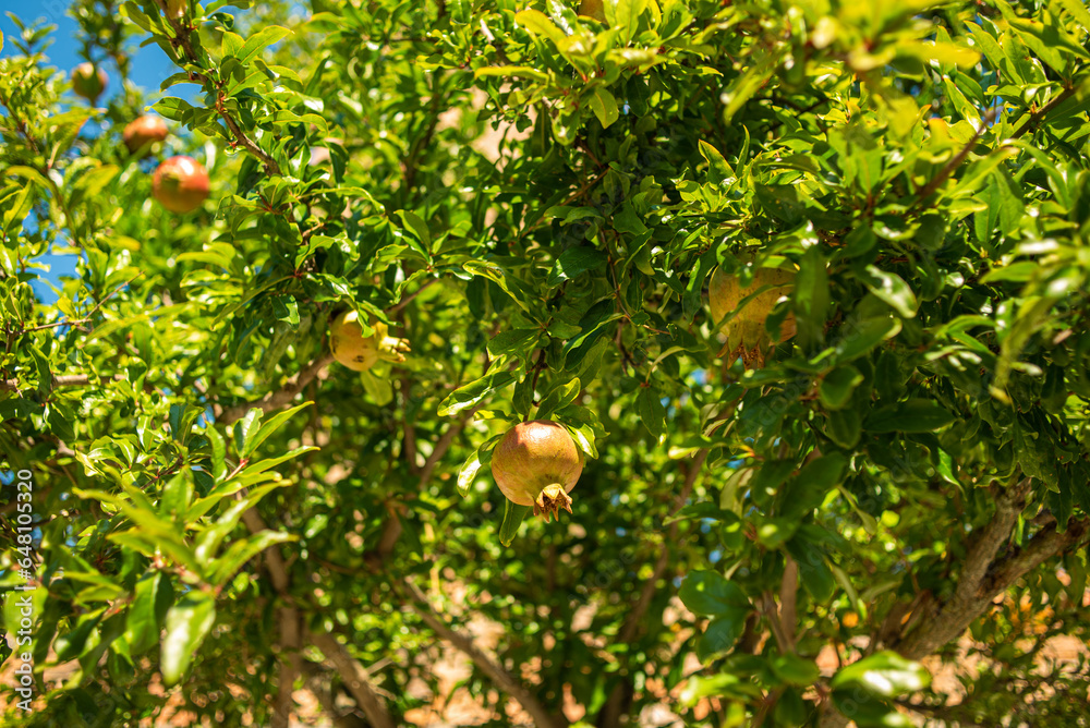 Pomegranate. Pomegranate tree, ripening fruits hanging on the branches.