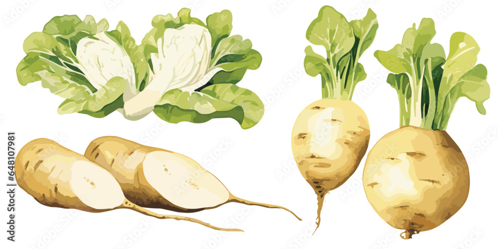watercolor fresh jicama clipart for graphic resources เวกเตอร์สต็อก