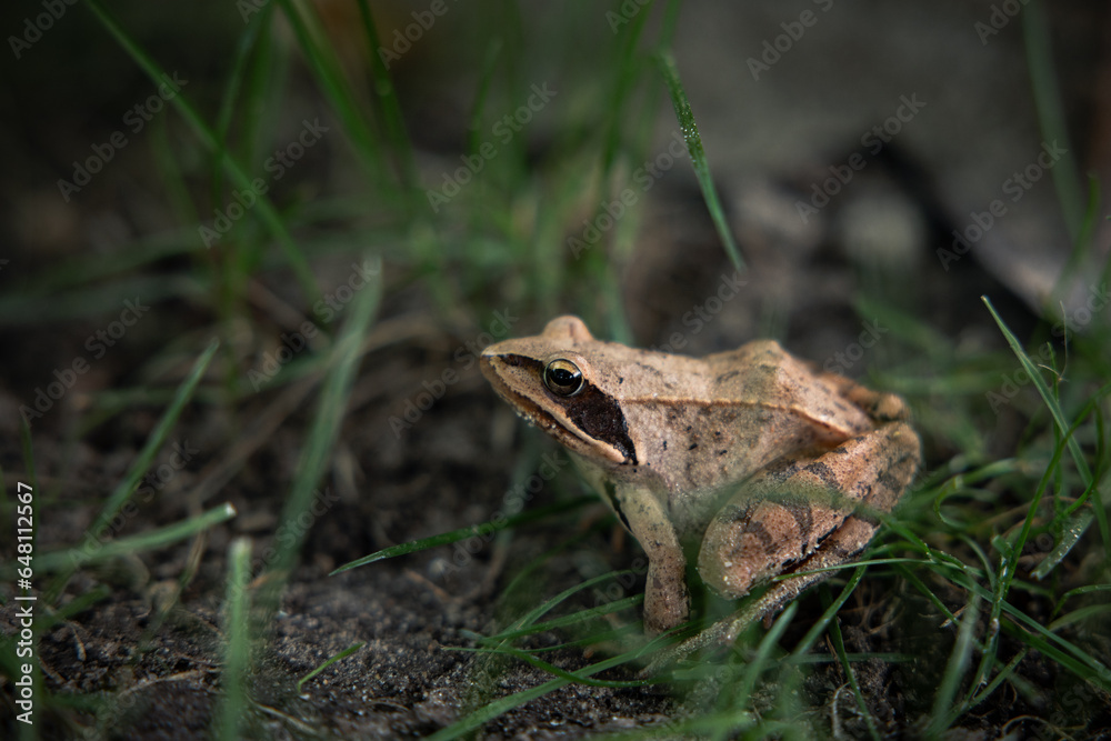 Frosch Nahaufnahme Frosch Nahaufnahme