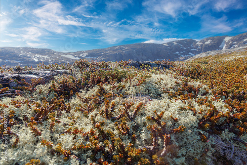 Arctic Tundra lichen moss close-up. Cladonia rangiferina, also known as reindeer cup lichen. photo