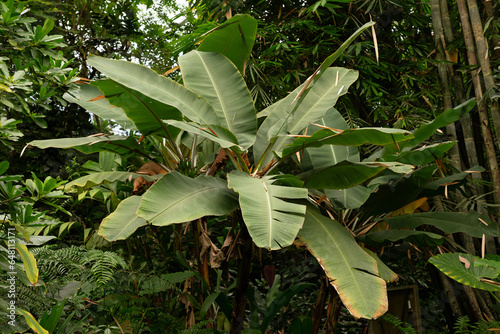Banana palm tree growing in tropical greenhouse