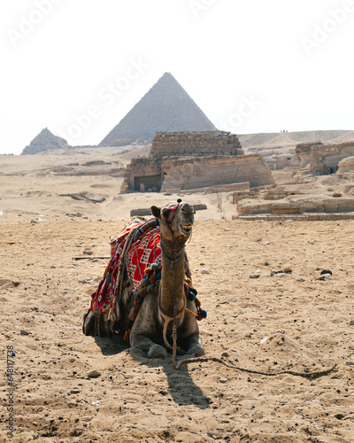 panoramic portrait of a camel or dromedary sitting on the sand in the middle of the desert. In the background you can see the Pyramids of Giza, including Cheops, Chephren and Mykerinos and mastabas.