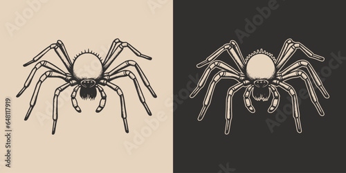 Vintage retro Halloween spider insect. Monochrome Graphic Art. Vector. Hand drawn element in engraving. style