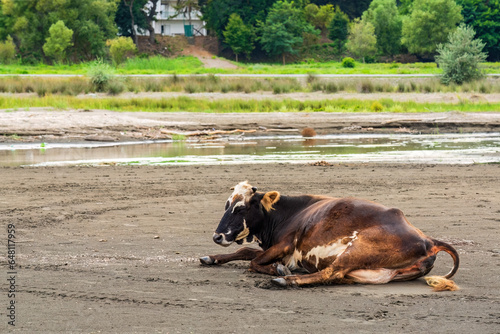 Sick cow resting on the sand photo