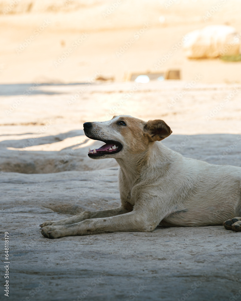 portrait of a stray dog, dirty and disheveled at the pyramids of gizza, egypt. The dog is between the shade and the sun. portrait of a stray dog, dirty and disheveled at the pyramids of gizza, egypt. The dog is between the shade and the sun.