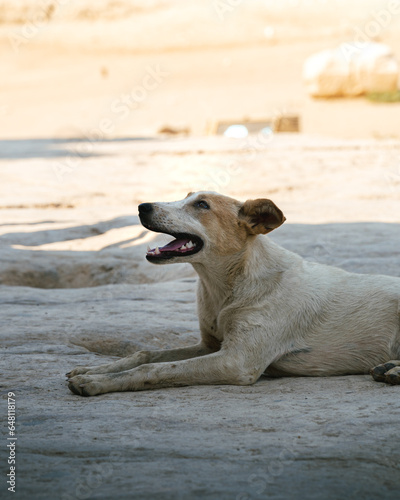 portrait of a stray dog, dirty and disheveled at the pyramids of gizza, egypt. The dog is between the shade and the sun. 