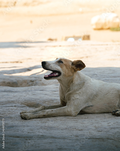Photos portrait of a stray dog, dirty and disheveled at the pyramids of gizza, egypt