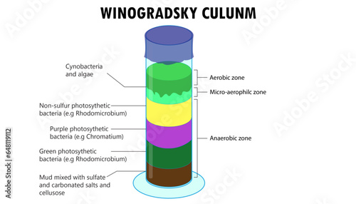 Diagram of the winogradsky culunm experiment