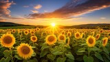  a field of sunflowers with the sun setting in the background.  generative ai