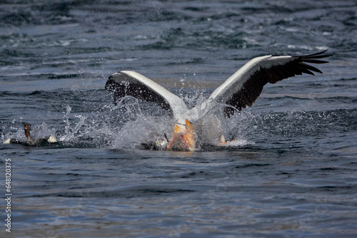 Grand Teton national park, lake, pelican fishing photo