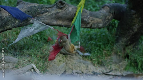 Slow Motion of Cute Monkey Hanging From Prayer Flags