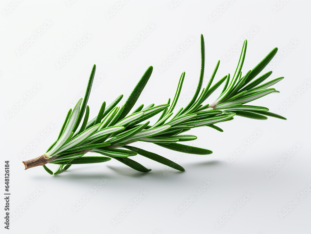 Fototapeta premium branch of rosemary on white background
