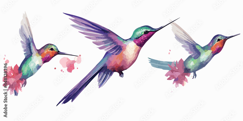 Fototapeta premium watercolor Hummingbird clipart for graphic resources