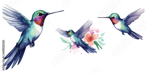 watercolor Hummingbird clipart for graphic resources