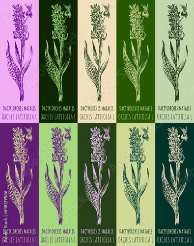 Set of drawing of DACTYLORCHIS MAJALIS in various colors. Hand drawn illustration. Latin name ORCHIS LATIFOLIA L. photo