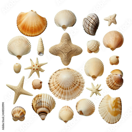 various sea shells on isolated 
