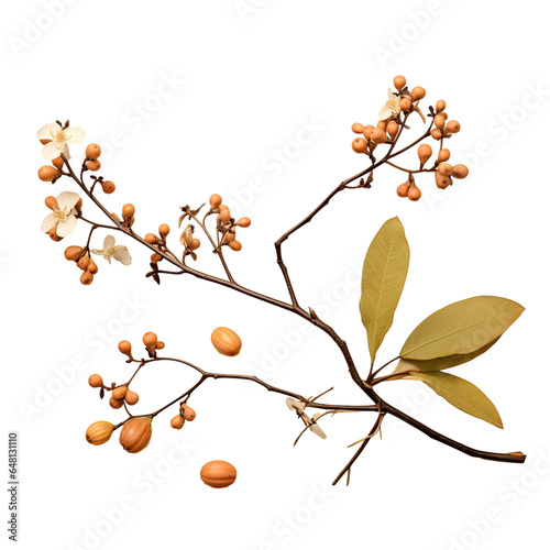 Twig and dogwood fruits photo