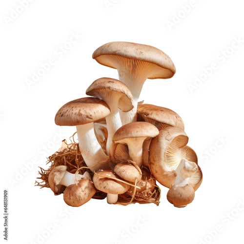 Fresh shiitake mushrooms