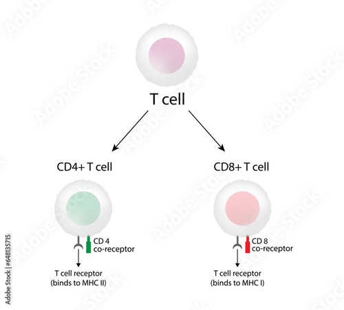 T Cell, CD4+ helper T cell and CD8+ cytotoxic T cell, CD Antigen Types, CD4 And CD8. T lymphocyte types. Vector Illustration.