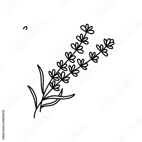 Outline lavender plant branch in hand drawn sketch style isolated on white background