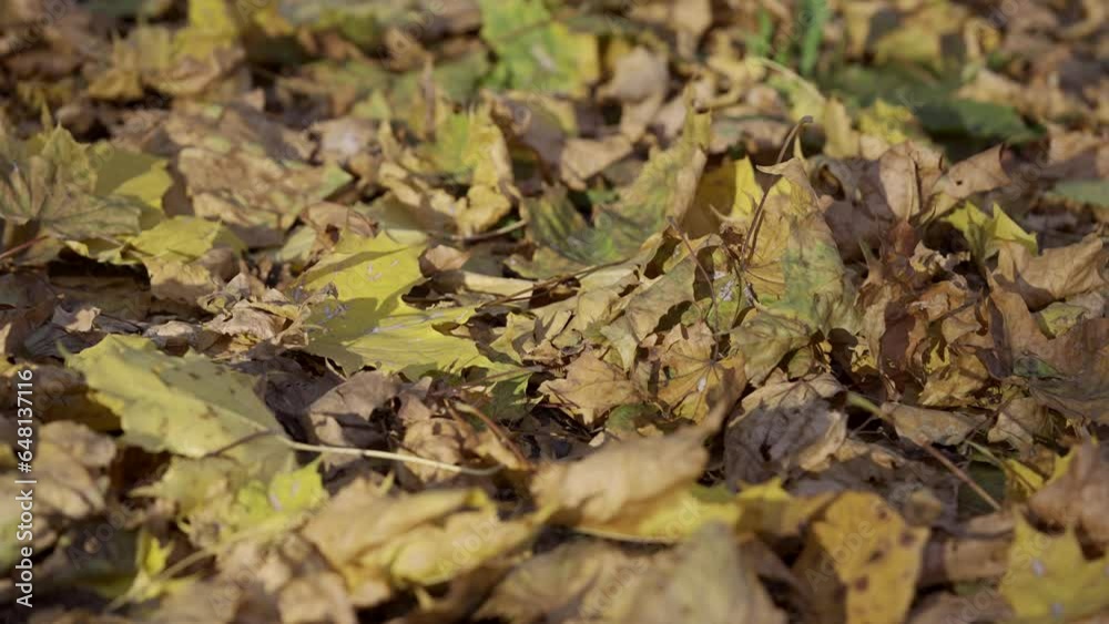 Camera slides left slowly along autumn fallen leaves lying on ground. Fallen autumn yellow and dry leaves covers the ground in forest in daytime. Foliage autumn concept. Autumn leaf background Camera slides left slowly along autumn fallen leaves lying on ground. Fallen autumn yellow and dry leaves covers the ground in forest in daytime. Foliage autumn concept. Autumn leaf background