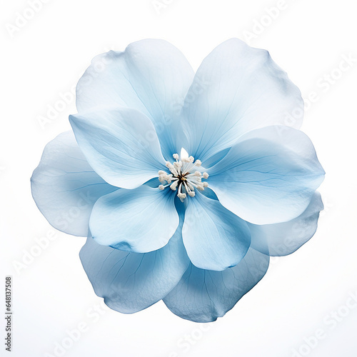 light blue flower on a white background