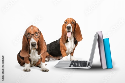 Dog ordering online using laptop