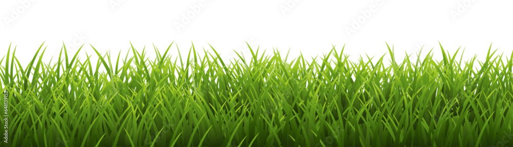 Fototapeta premium green grass isolated on white