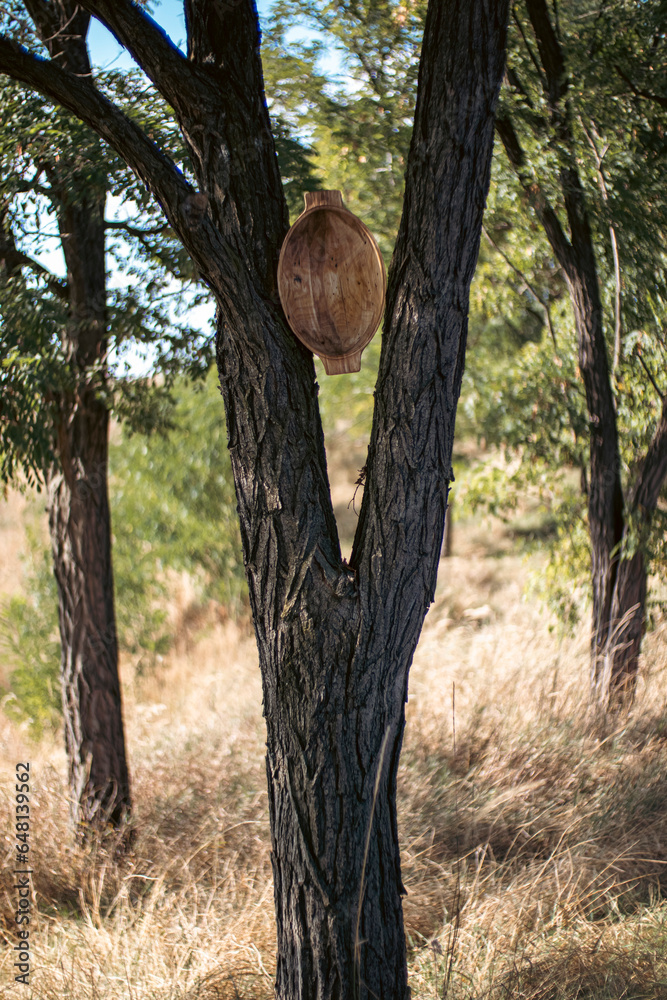 Fototapeta premium Wod bowl on a tree 