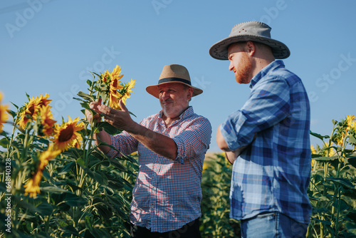 Adult male farmer with father checking sunflowers on field