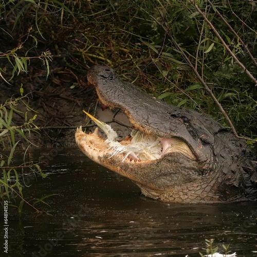 Brutal! American Alligator Eating a Great Egret Chick Pinckney Island NWR South Carolina  photo