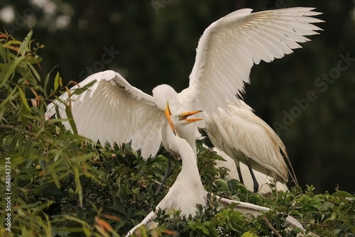 Sibling Rivalry Great Egret Juveniles Nestlings Hatchlings Pinckney Island NWR  photo