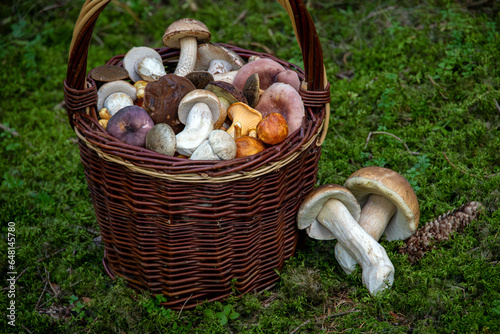 Wicker basket with edible mushrooms in green moss